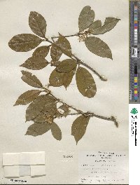 Osmanthus fragrans image