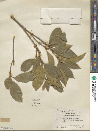 Osmanthus fragrans image