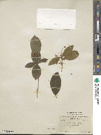 Osmanthus fragrans image