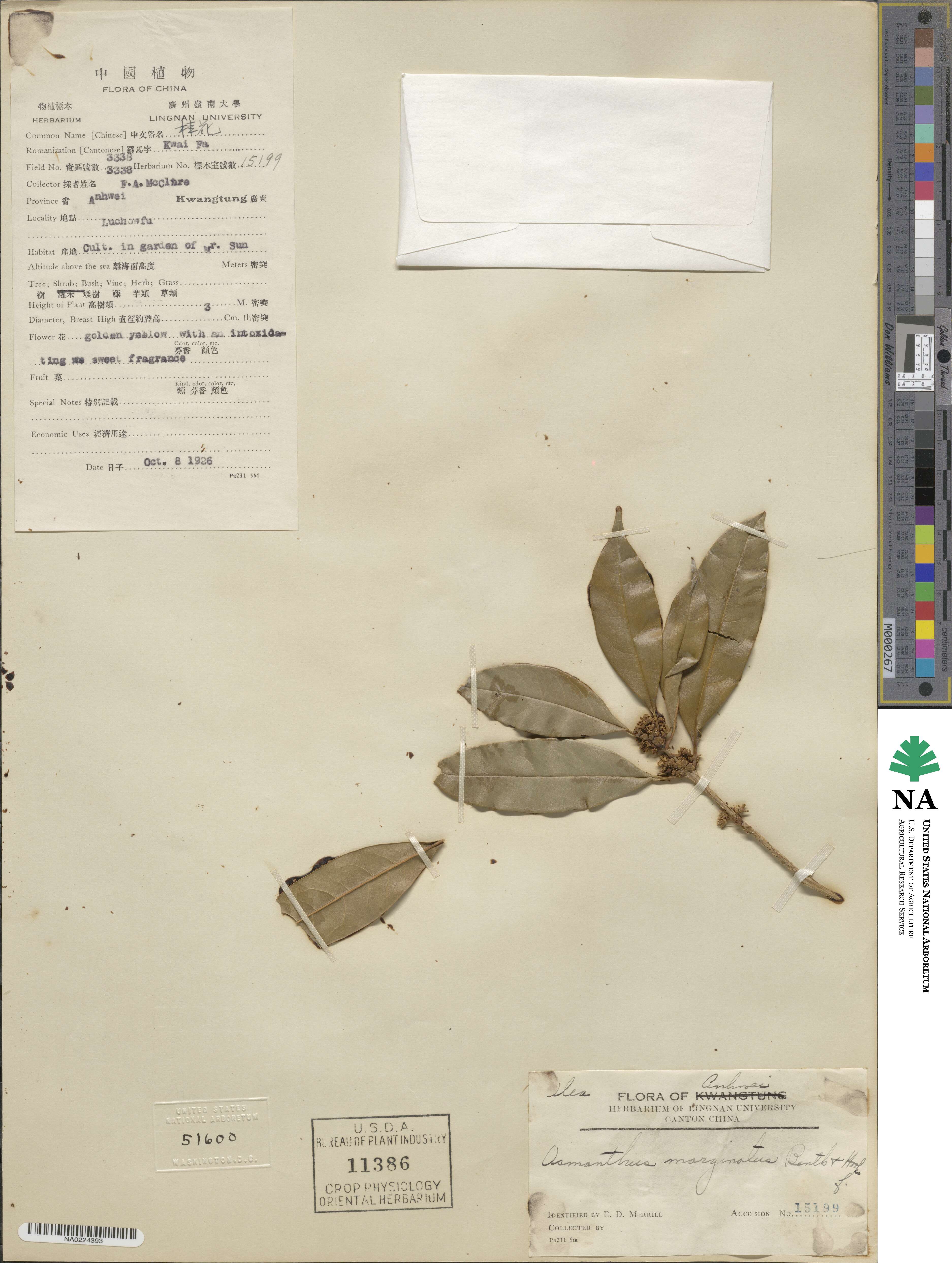 Chengiodendron marginatum image