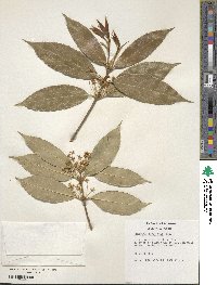 Osmanthus serrulatus image