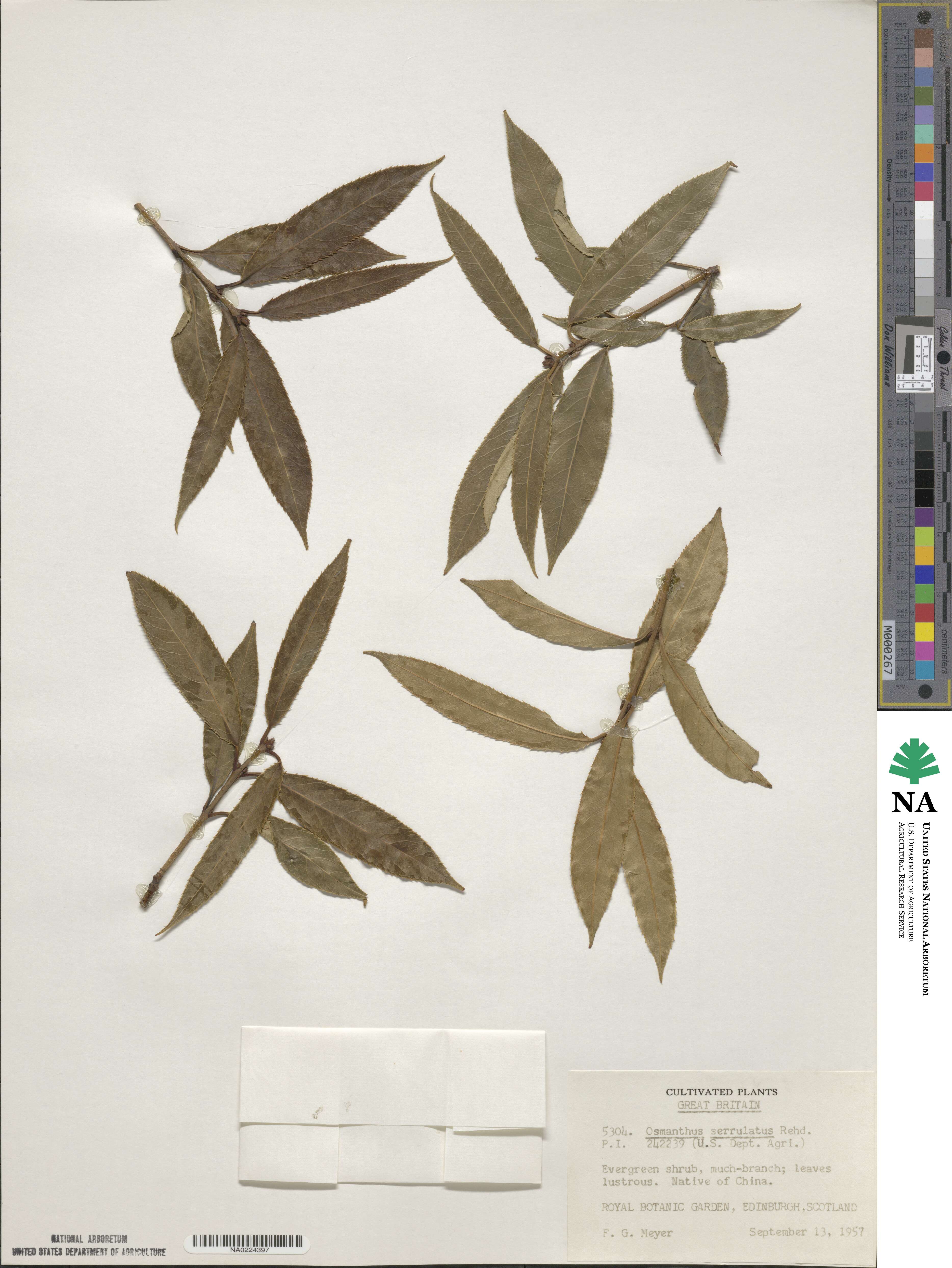 Osmanthus serrulatus image