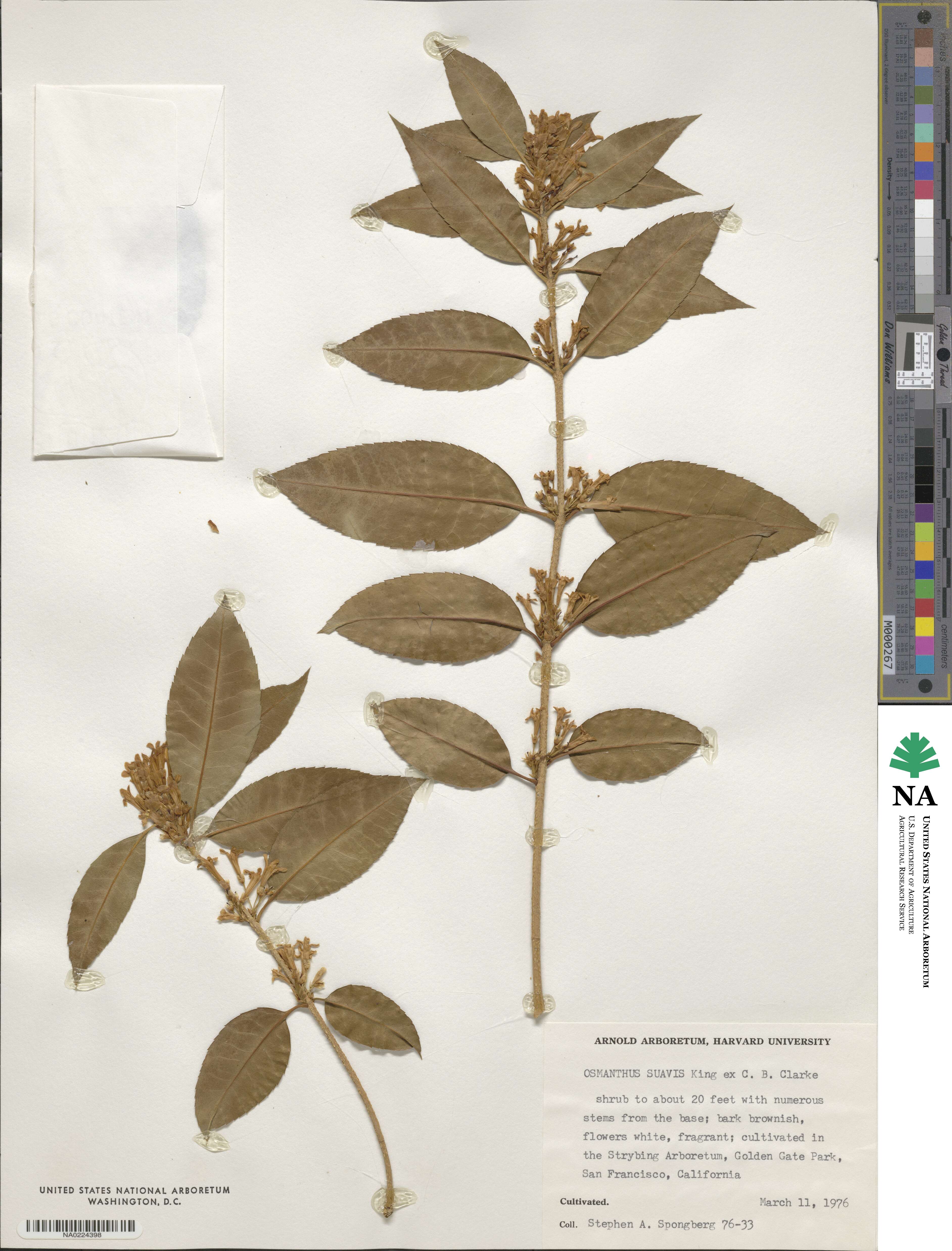 Osmanthus suavis image