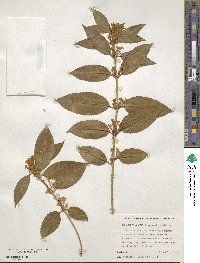 Osmanthus suavis image