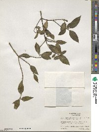 Osmanthus suavis image