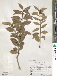 Osmanthus suavis image