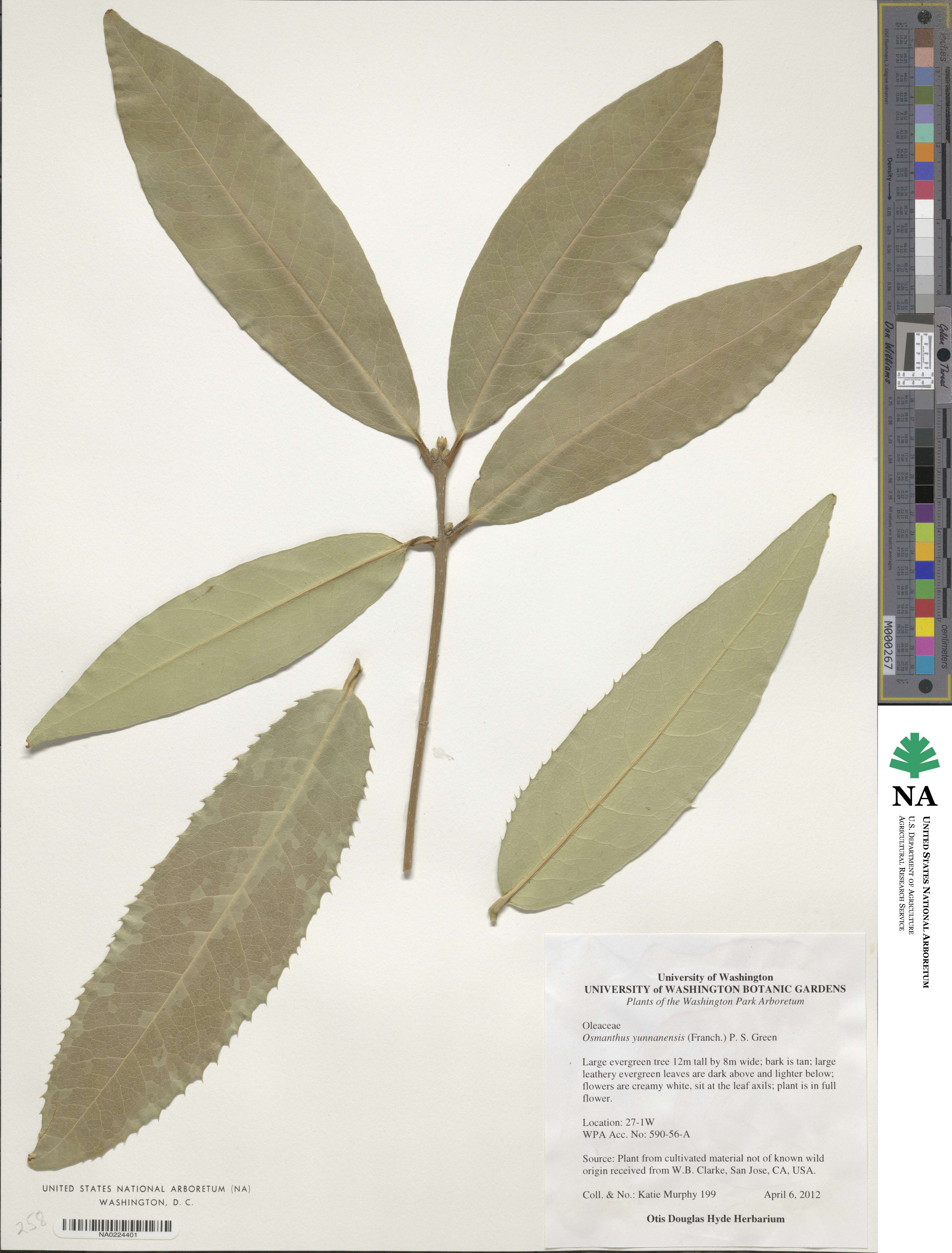 Osmanthus yunnanensis image