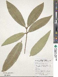 Image of Osmanthus yunnanensis