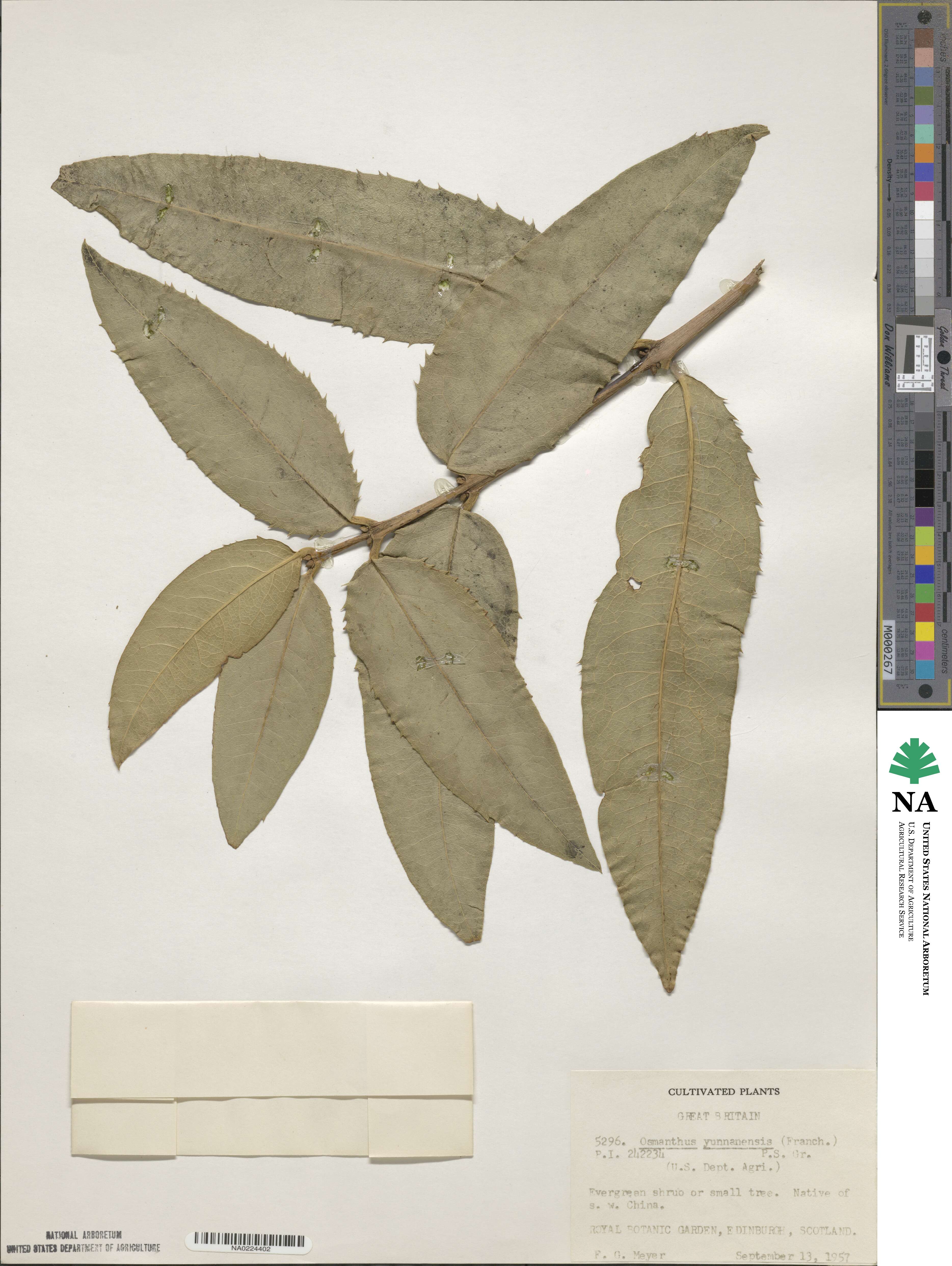 Osmanthus yunnanensis image