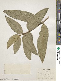 Osmanthus yunnanensis image