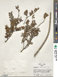 Osmanthus delavayi image