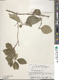 Forestiera acuminata image