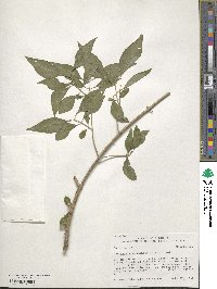 Forestiera acuminata image