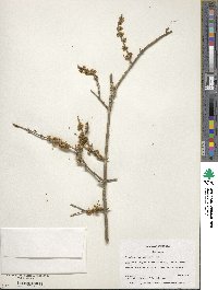 Forestiera acuminata image