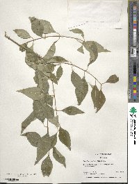 Forestiera acuminata image