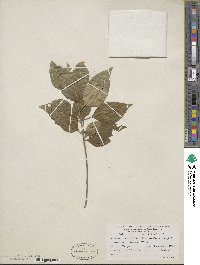 Forestiera acuminata image