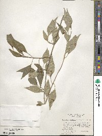 Forestiera acuminata image