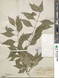 Forestiera acuminata image