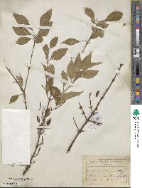 Forestiera acuminata image