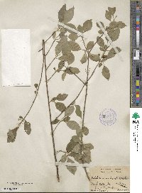 Forestiera acuminata image