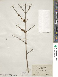 Forestiera acuminata image