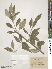 Forestiera acuminata image