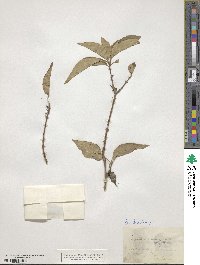 Forestiera acuminata image