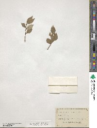 Forestiera acuminata image