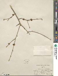 Forestiera acuminata image