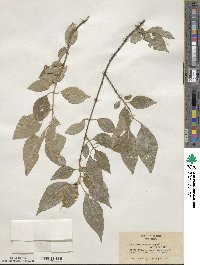 Forestiera acuminata image