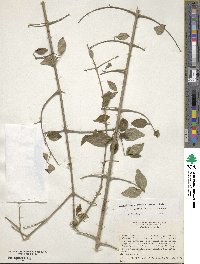 Forestiera acuminata image