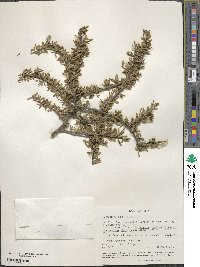 Forestiera angustifolia image