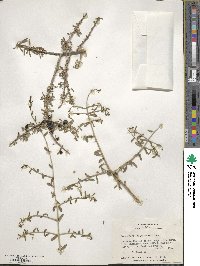 Forestiera angustifolia image