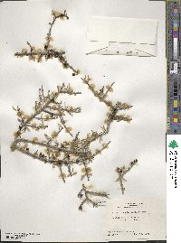 Forestiera angustifolia image