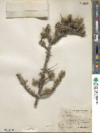 Forestiera angustifolia image