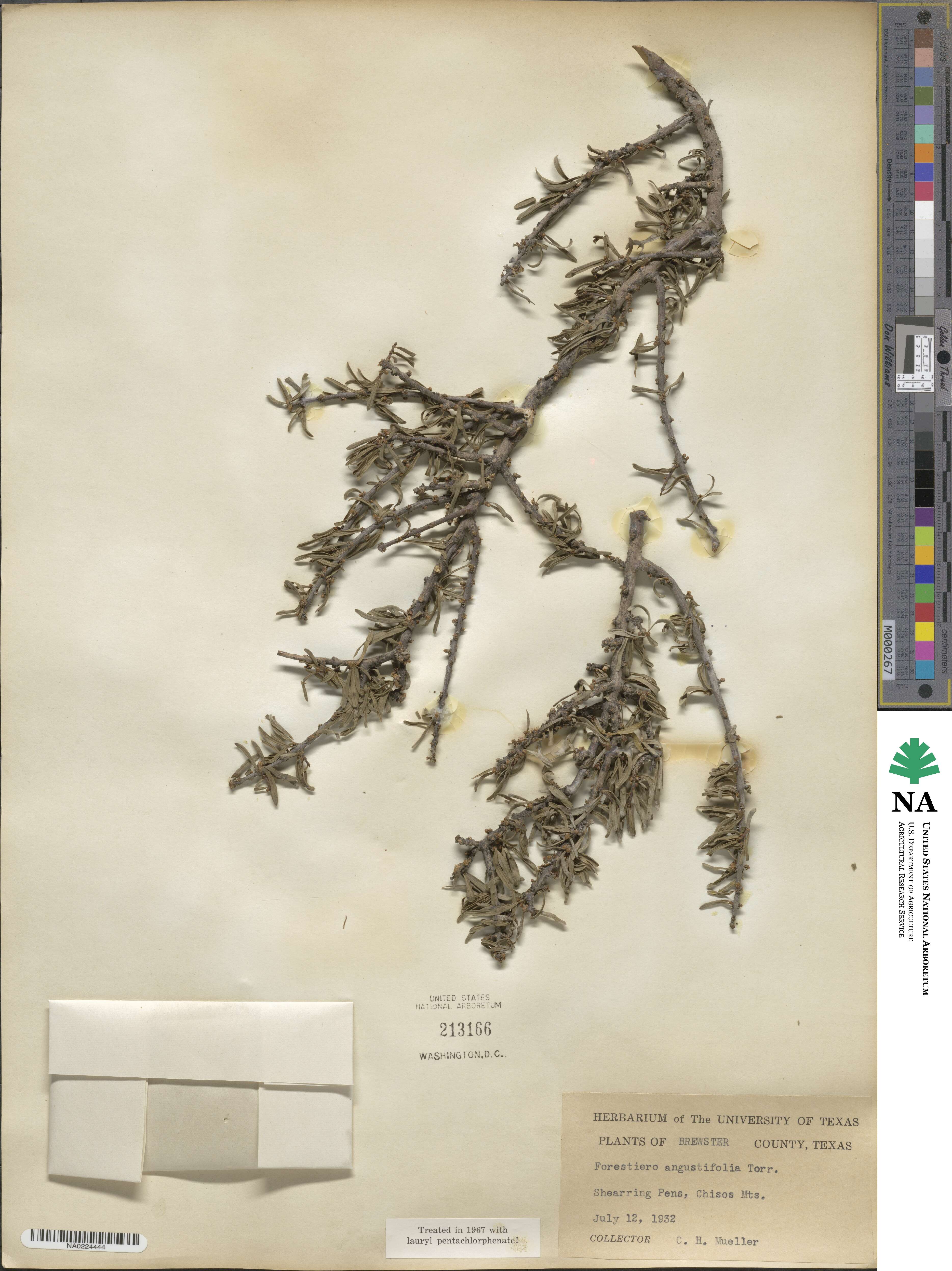 Forestiera angustifolia image