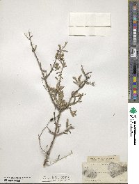 Forestiera angustifolia image