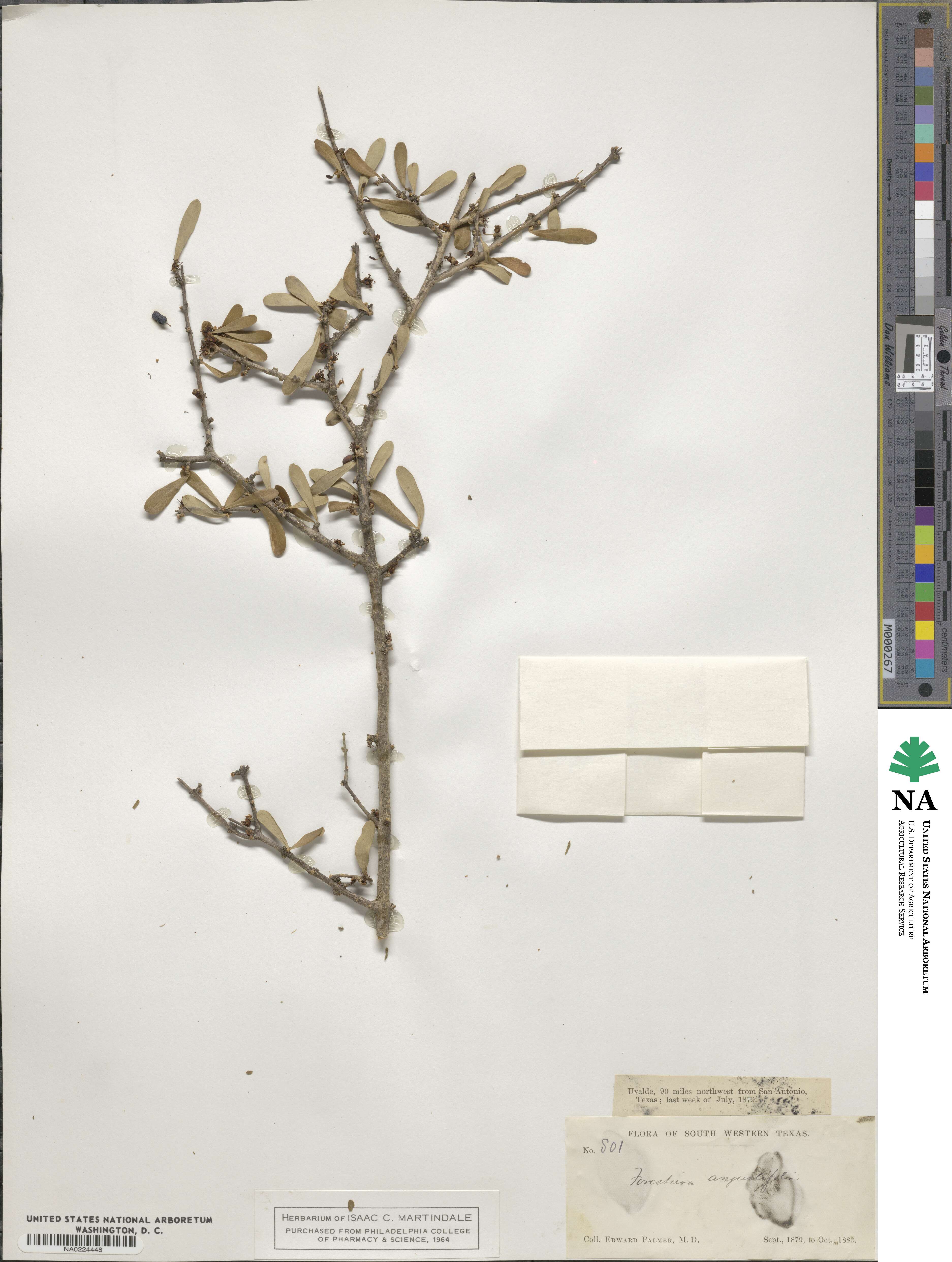 Forestiera angustifolia image