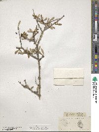 Forestiera angustifolia image