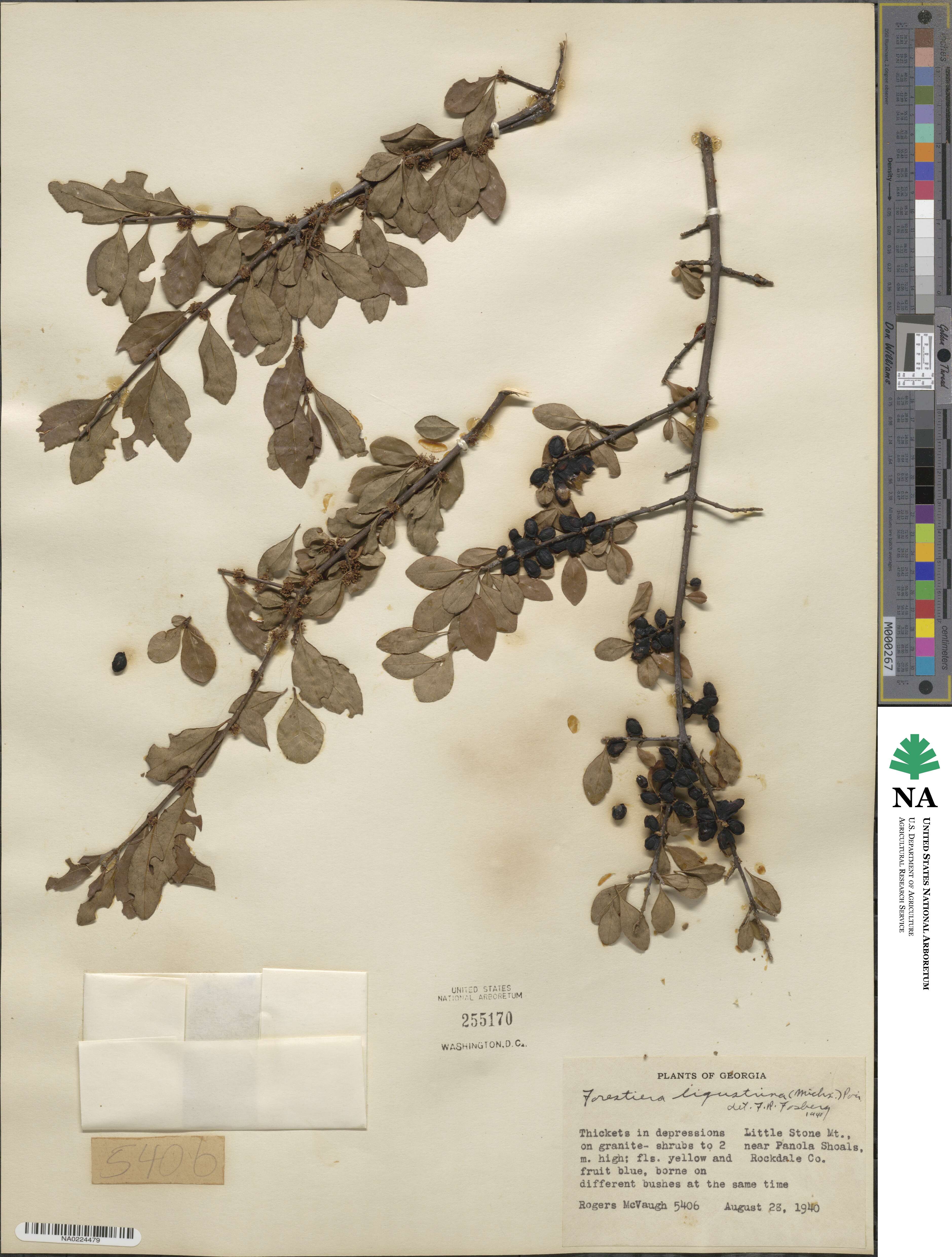 Forestiera ligustrina image