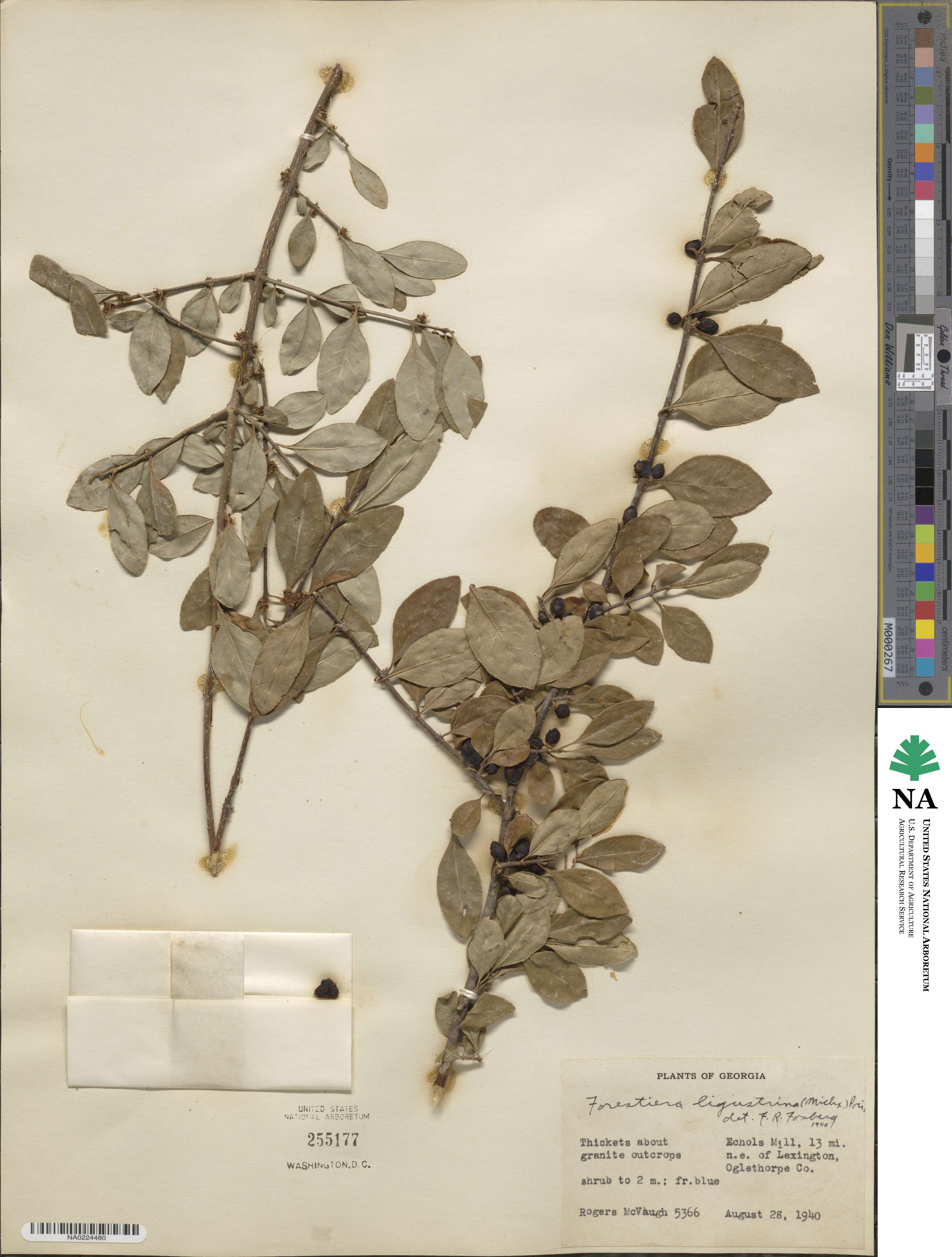 Forestiera ligustrina image