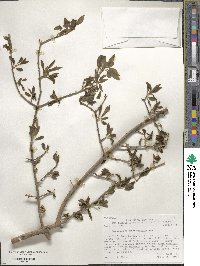 Forestiera pubescens var. parvifolia image