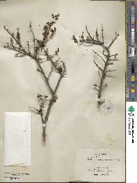 Forestiera pubescens image