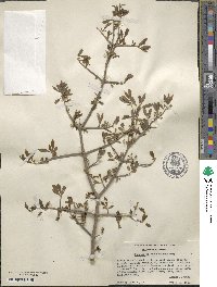 Forestiera pubescens image