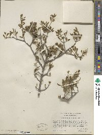 Forestiera pubescens var. parvifolia image