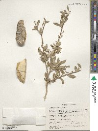 Forestiera pubescens var. parvifolia image