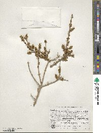 Forestiera pubescens image