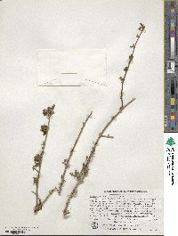 Forestiera pubescens var. parvifolia image