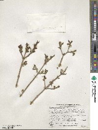 Forestiera pubescens image