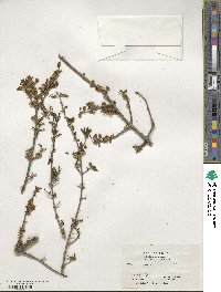 Forestiera pubescens var. parvifolia image